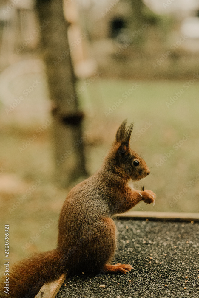 Obraz premium Close Up of Squirrel in Autumn Garden