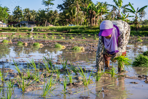Fotografie Asian female farmers planting rice seedlings in a flooded paddy field, tradition