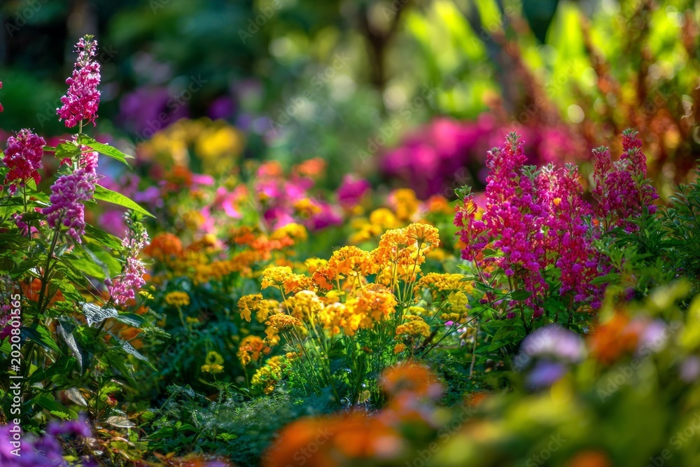 Obraz premium Vibrant summer garden with colorful flowers in bloom