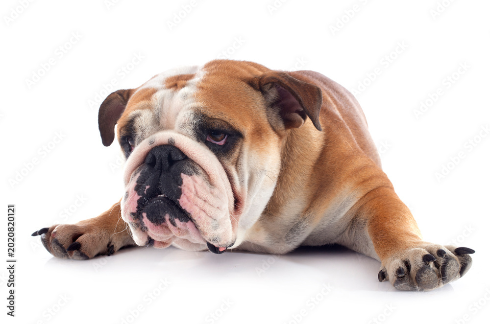 Obraz premium english bulldog