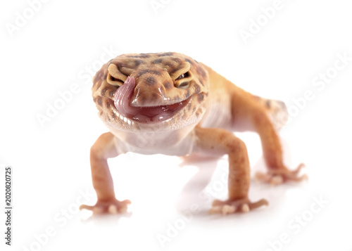 Photography Leopard gecko in studio