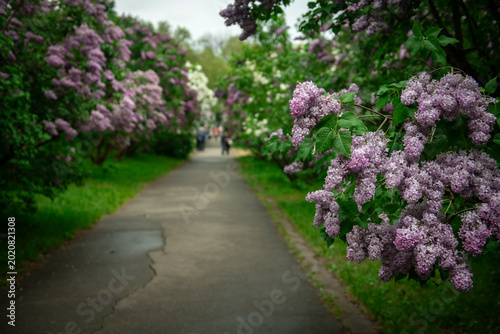 Nice macro photo of lilac flowers under the rain at Hryshko National Botanical Garden, Kiev, Ukraine