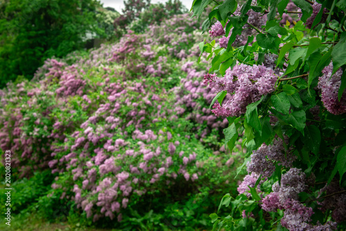 Nice macro photo of lilac flowers under the rain at Hryshko National Botanical Garden, Kiev, Ukraine