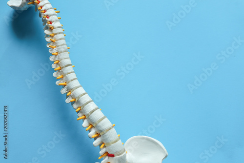 close up top view on human skeleton back and spine bone on blue background for treatment and healthcare concept