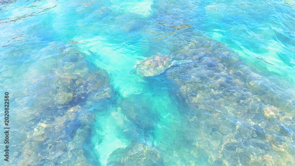 Εκτύπωση καμβά Aerial drone view of a sea turtle swimming in crystal-clear turquoise water near Liuqiu Island, Taiwan