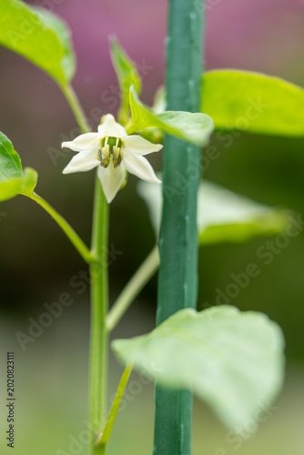 A delicate white pepper flower blooming on a green stem with a support pole