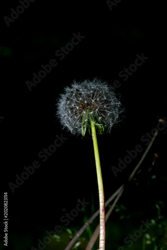 A fragile dandelion seed head standing elegantly against a pitch black background.