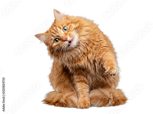 Фотография Adorable fluffy ginger cat with a curious head tilt and wide eyes, captured in a playful pose