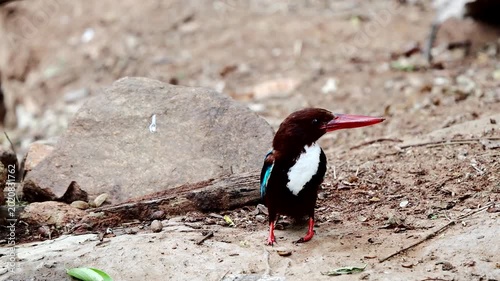 white-throated kingfisher also known as the white-breasted kingfisher