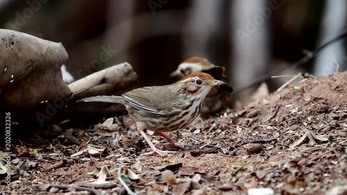 Puff-throated Babbler or Spotted Babbler Pellorneum ruficeps act on the wood