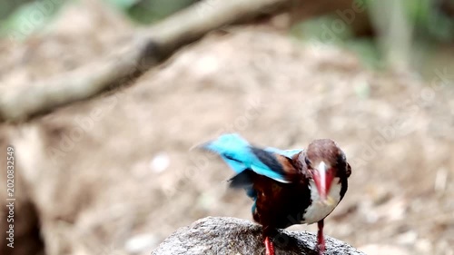 white-throated kingfisher also known as the white-breasted kingfisher