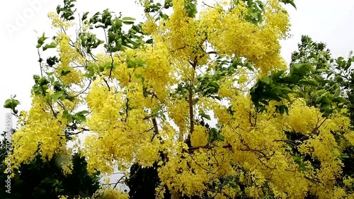 Road through Cassia fistula flower with the wind in Thailand