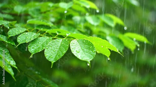 Raindrops on Green Leaves - A Refreshing Nature Scene.