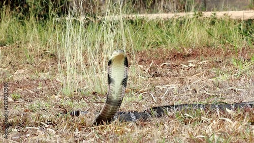 King cobra (Ophiophagus hannah) the world's largest venomous snake. King cobras are impressively venomous, large snakes native to Asia. They are called king cobras because they can kill and eat cobras