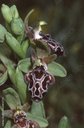 Φωτογραφία Orphys kotschyi Orphys kotschyi or Cyprus bee orchid or Kotschy's ophrys closeup