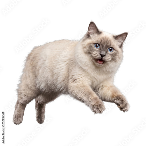 Foto Expressive ragdoll cat with stunning blue eyes captured mid-action, mouth open in a surprised or playful look