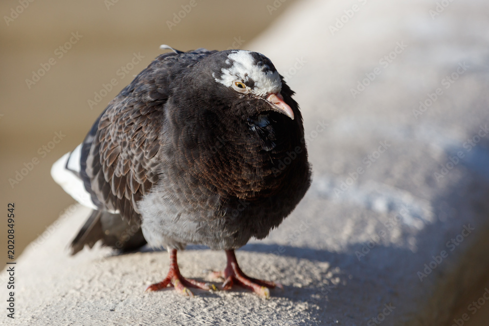 Obraz premium Urban pigeon perched on stone ledge