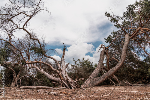 Canvastavla Gnarled fallen tree trunks and twisted branches in dry scrubland under dramatic
