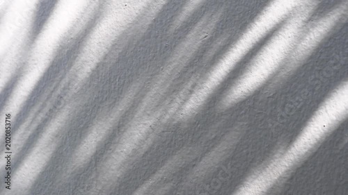 Abstract natural tree branch leaves shadow on white wall background