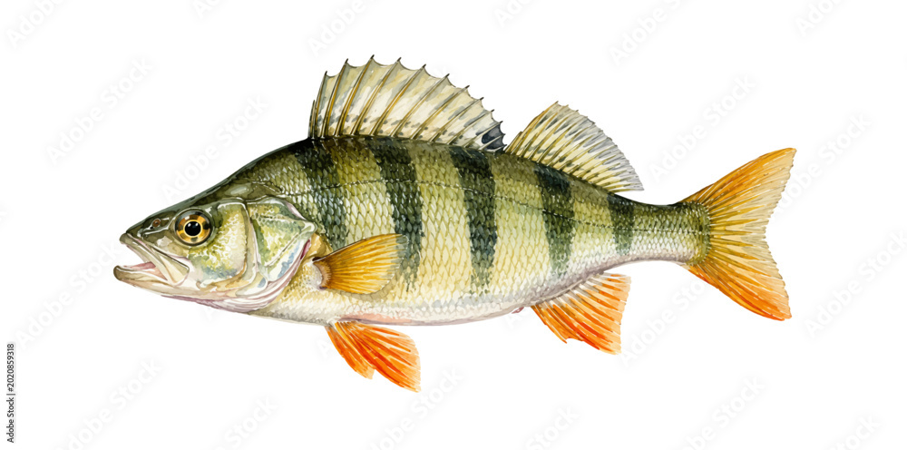 Ταπετσαρία A realistic watercolor European perch featuring striped green scales orange fins and detailed freshwater fish anatomy illustrated in a natural wildlife style