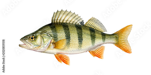 Photos A realistic watercolor European perch featuring striped green scales orange fins and detailed freshwater fish anatomy illustrated in a natural wildlife style