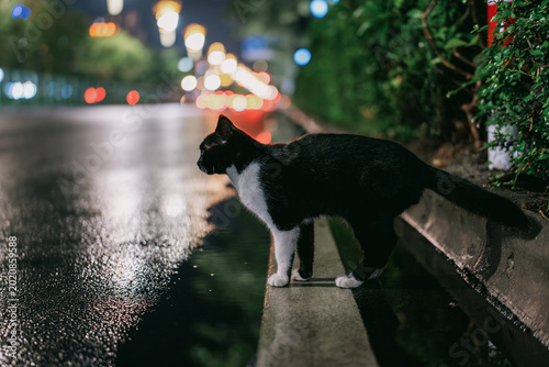 Black and White Cat Standing on Wet Sidewalk at Night in City Street with Bokeh Lights