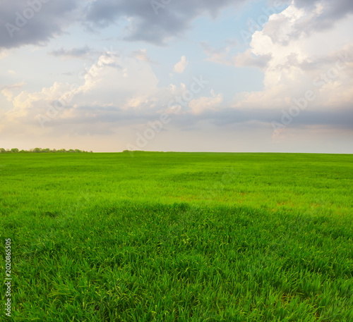 Obraz na płótnie green rural field  under a blue cloudy sky, spring agricultural natural scene