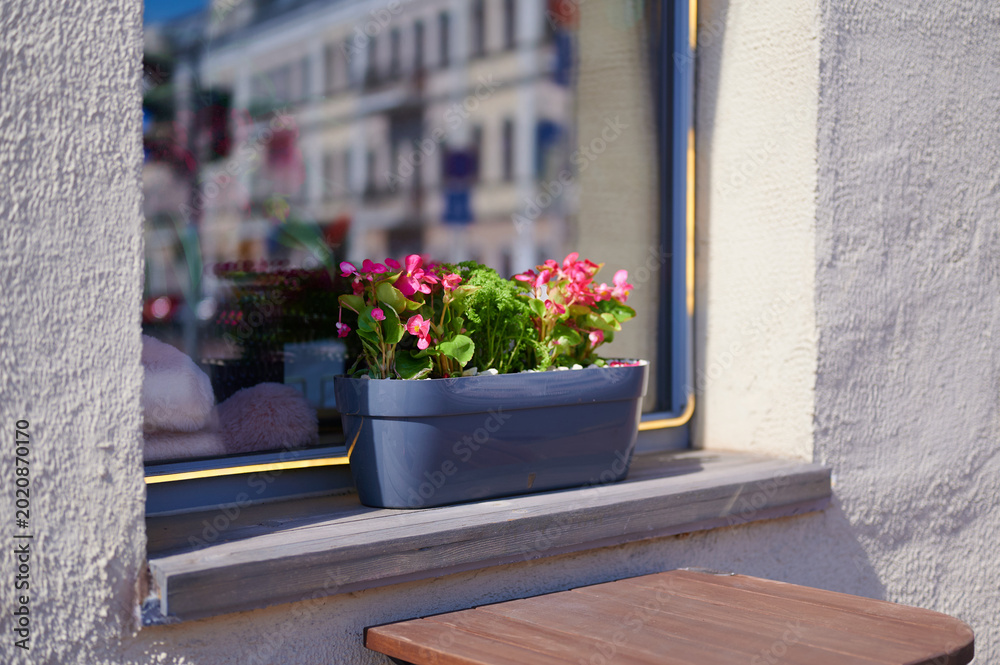 Fotografie Window box with pink flowers on a windowsill