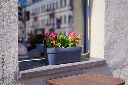 Fotografie Window box with pink flowers on a windowsill
