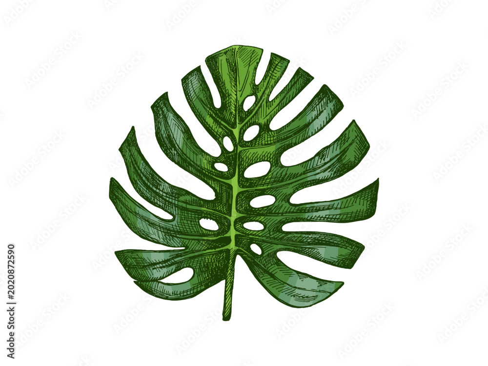 Ταπετσαρία Hand drawn vintage sketch of tropical monstera leaf in green botanical engraved
