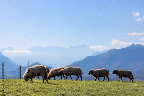 Schafe grasen vor Zugspitzpanorama