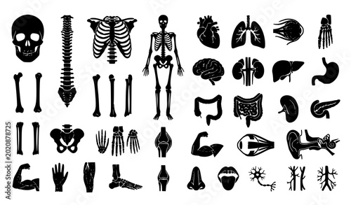 Bild auf Leinwand Human anatomy silhouette icon set with organs skeletal structures and body parts