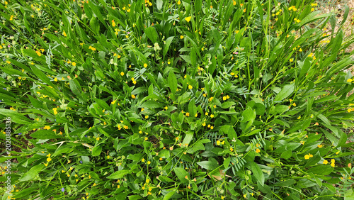 Foto Small yellow wildflowers resembling Scorpiurus muricatus or Ranunculus sceleratus, growing densely in moist meadows, roadsides, and disturbed soils with lush green foliage