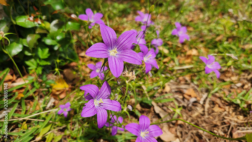 Purple bell-shaped flowers resembling Campanula species, possibly Campanula patula, blooming in woodland habitats and garden landscapes with vivid violet petals and delicate natural beauty.