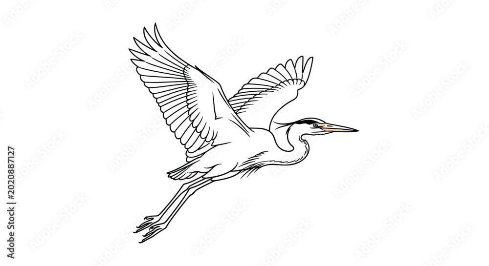 Fototapeta premium Elegant line drawing of a heron in flight with its large wings fully extended and long legs trailing behind it.
