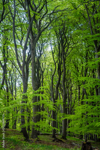 Принти на полотні Ancient European beech tree canopy in Jasmund National Park on Rugen island, Germany