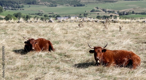 troupeau de vaches salers en Auvergne