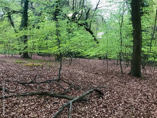 Beech Tree Wood in Buckinghamshire, England, U.K.