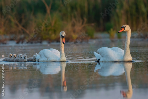 Foto Mute swan pair with cygnets swimming on lake at sunrise