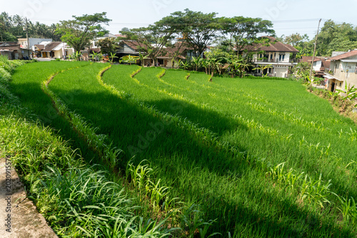 Bild auf Leinwand A view of traditional terraced rice fields, or paddy fields