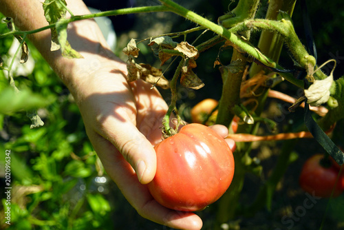 Принти на полотні Hand harvesting ribbed heirloom tomato directly from vine in vegetable garden