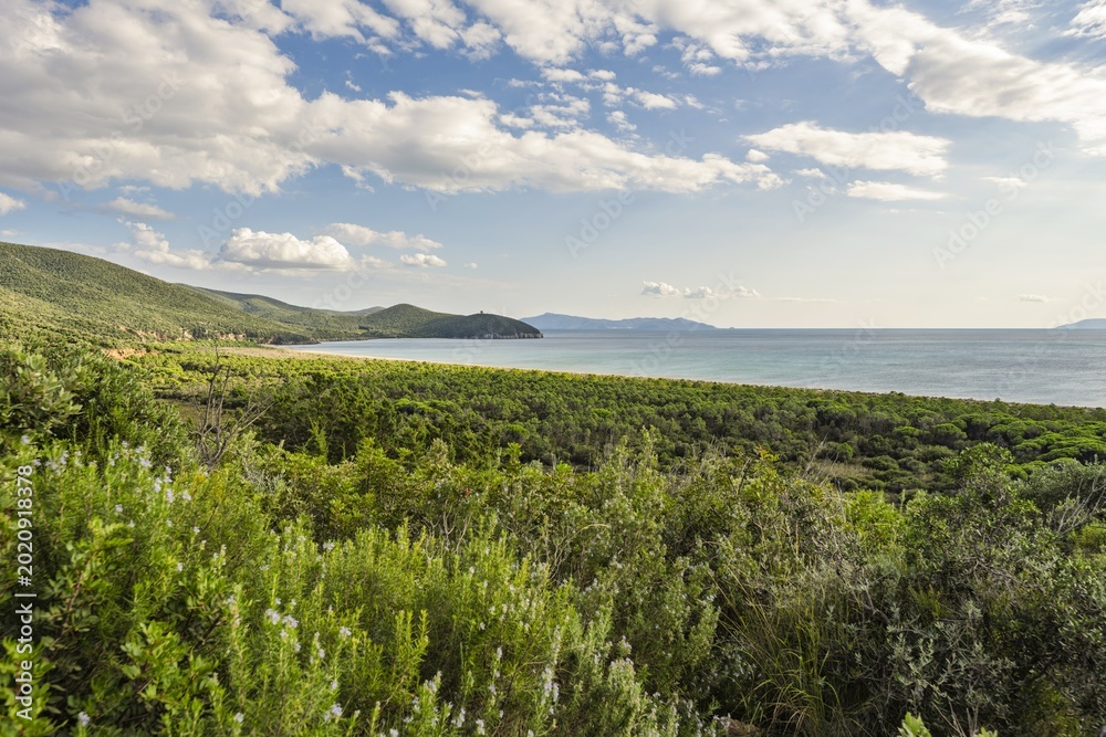 Ταπετσαρία Panoramic view of the coastline in Maremma, Tuscany, featuring a lush green pine