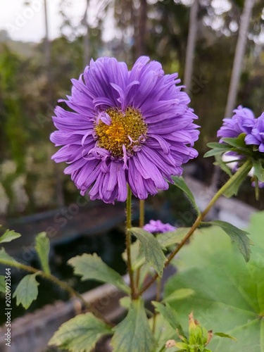 Delicate petals unfolding in soft summer light, showcasing the intricate details of an aster flower, aster flower, nature