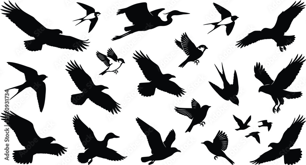 Photos Black silhouettes of various flying birds, multiple species, on white background