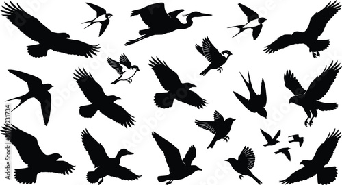 Photos Black silhouettes of various flying birds, multiple species, on white background