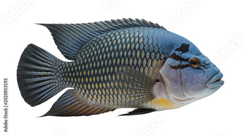 A blue cichlid fish with dark markings on its head swimming against a white background isolated on a transparent background