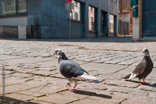 Pigeons in a city street