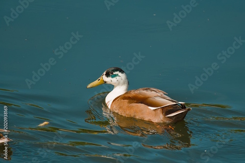 Mallard duck swimming in a canal