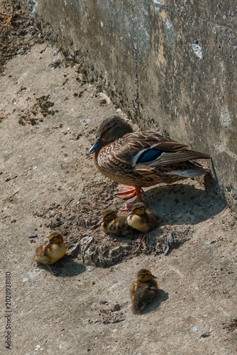 Family of ducks nesting on a concrete shore