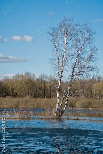 Flooded birch tree in an early spring Lithuanian background